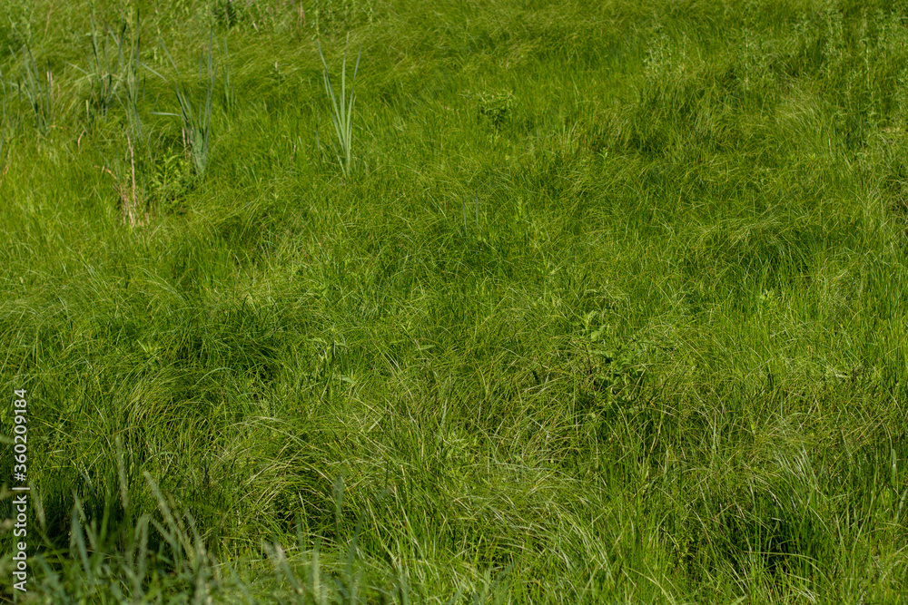 dense tall green grass in the meadow dense tall green grass in the meadow