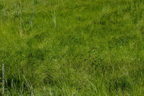 dense tall green grass in the meadow