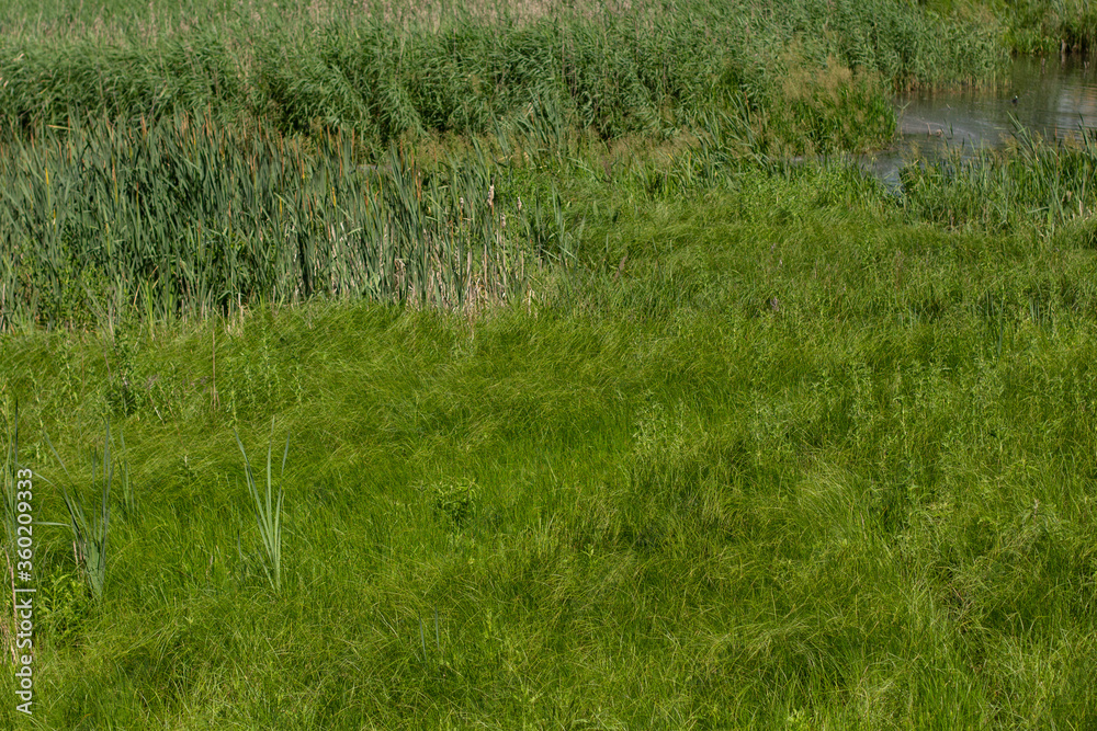 dense tall green grass in the meadow dense tall green grass in the meadow