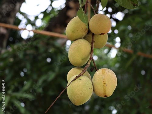 Fresh raw mangoes hanging on the tree