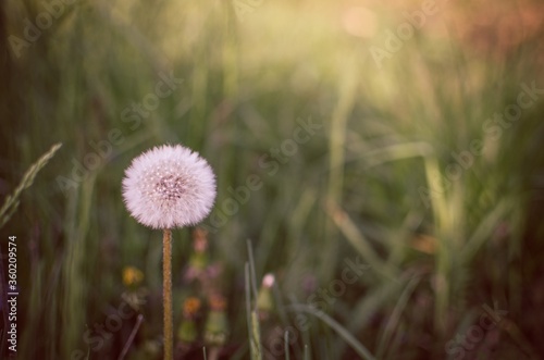 dandelion in the grass