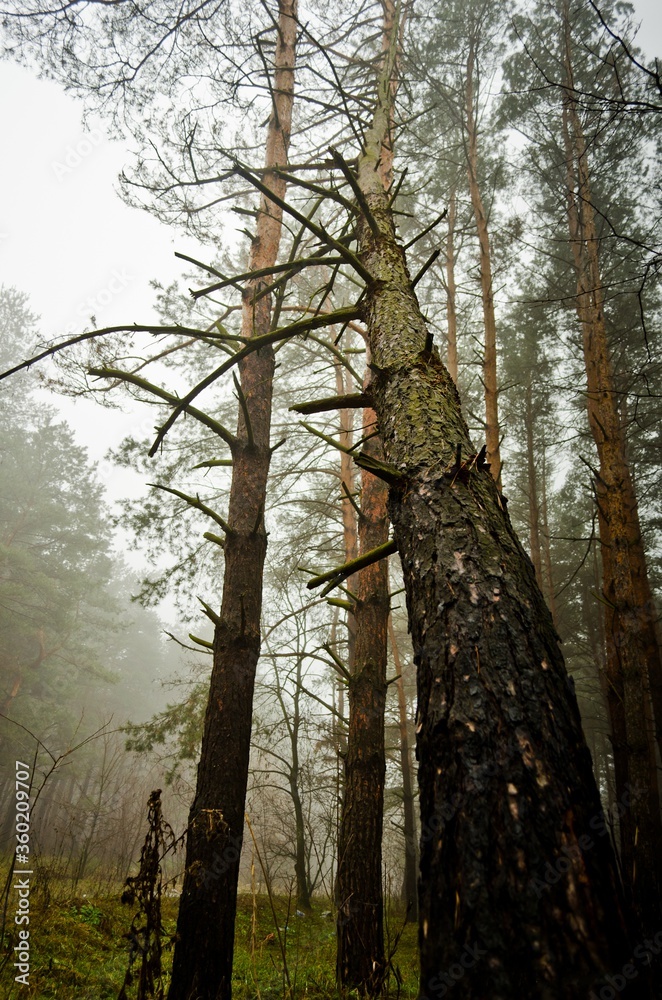 Fototapeta premium trees in the forest