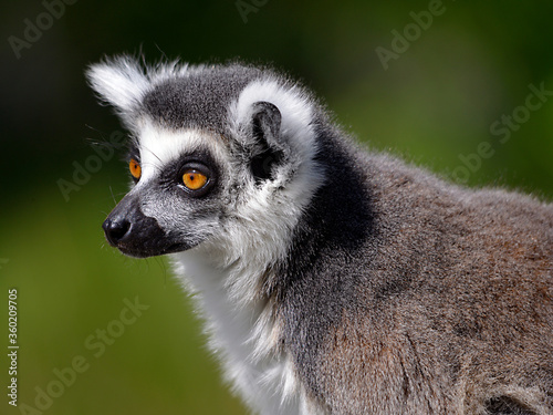 Portrait ring-tailed lemur (Lemur catta) 