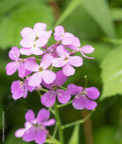 Beautiful spring wild flowers © Dennis Donohue