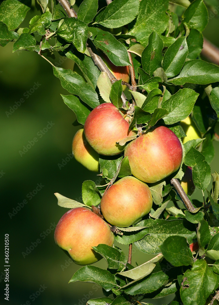 Apples ready to harvest in orchard