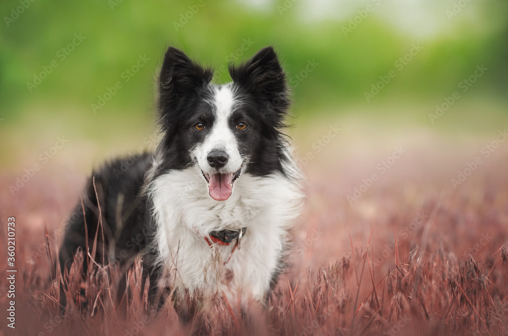 border collie dog beautiful portrait outdoors magic light
