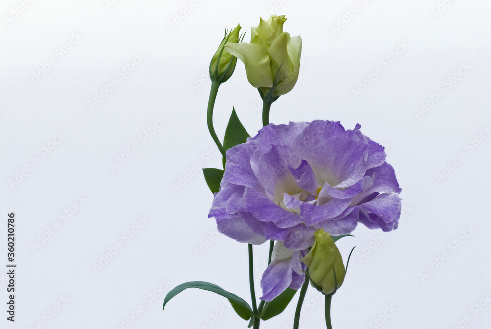 Obraz premium Blue lisianthis bloom,white background