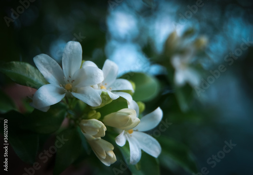 Abstract art of flower background. Orange jasmine. Murraya paniculata, Chalcas paniculata, Chalcas exotica, Murraya exotica, white flowers, 