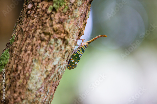 Close up of Lantern fly on a tree with blurred background