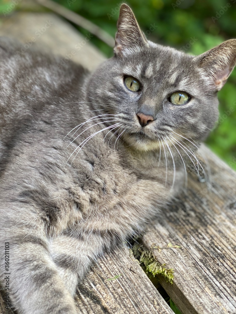 Fototapeta premium portrait of a cat