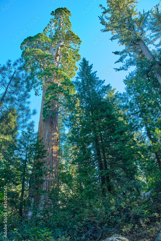 Fototapeta premium Sequoia National Park in California, USA.
