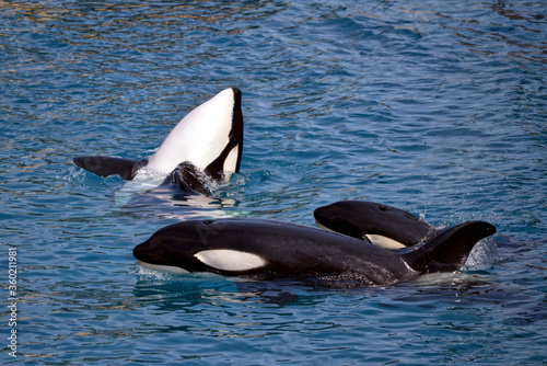 Three killer whales (Orcinus orca) in whirlpool water