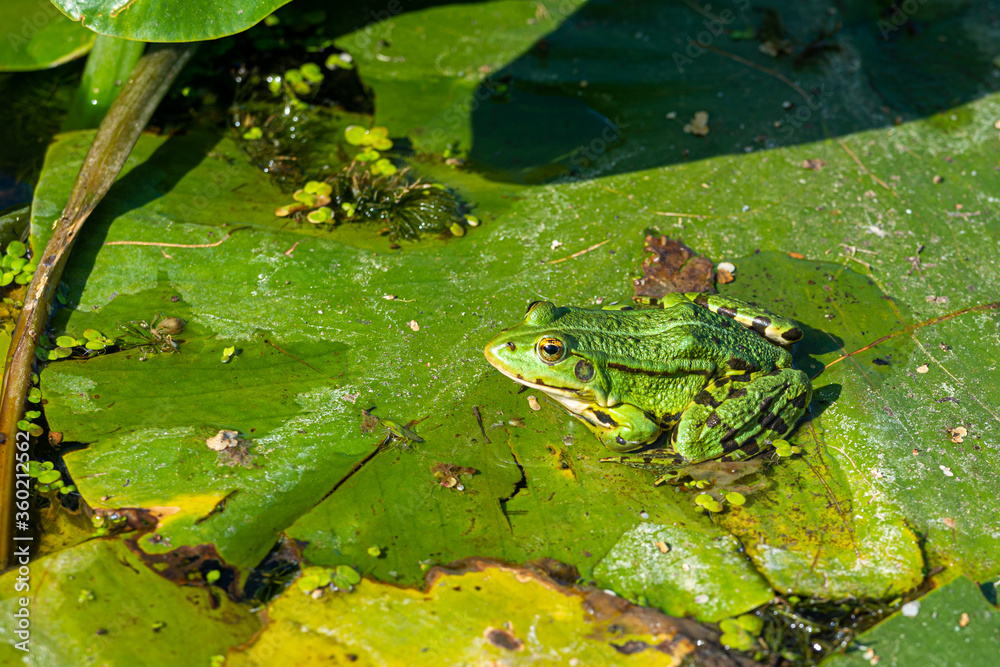 A green edible frog, Pelophylax kl. esculentus on a water lily leaf. Common European frog, Common water frog or green frog A green edible frog, Pelophylax kl. esculentus on a water lily leaf. Common European frog, Common water frog or green frog