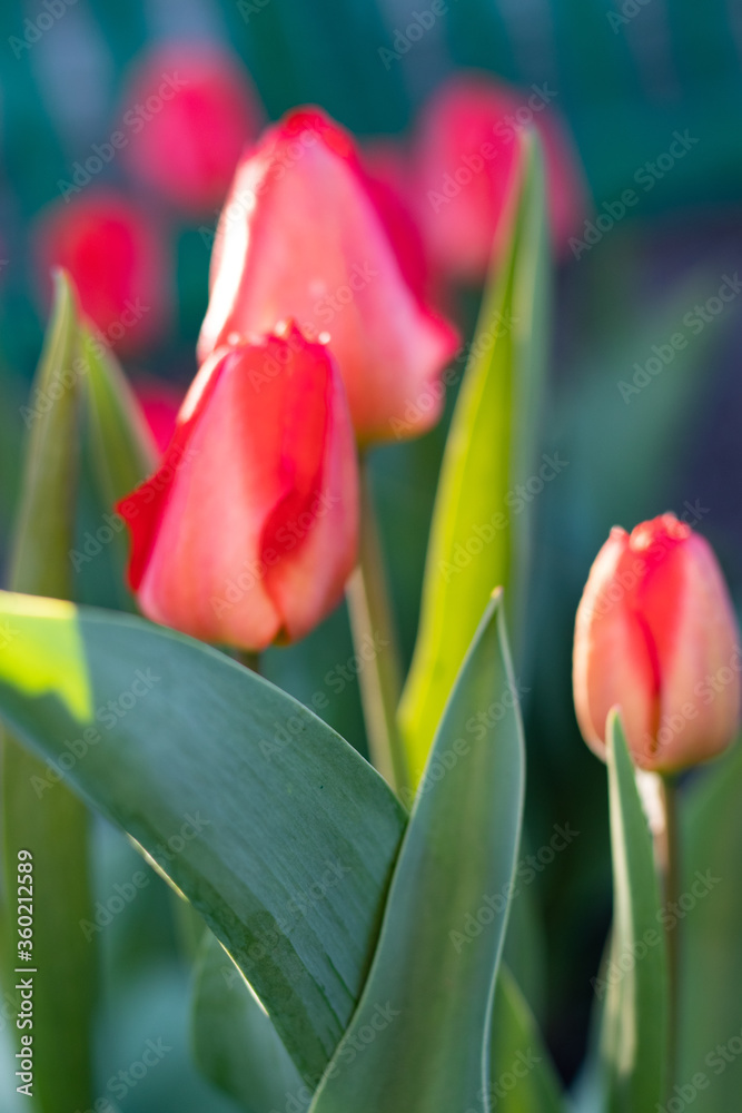 Fototapeta premium The first spring red tulips in the morning have not yet opened