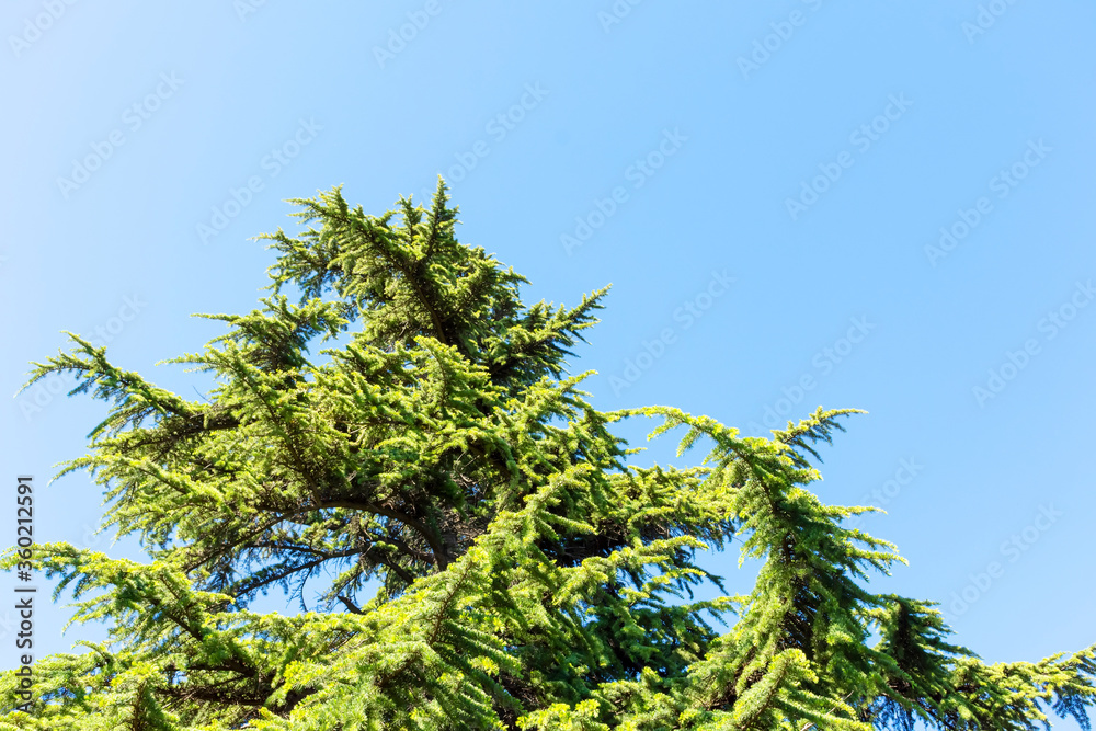 top of spruce against the blue sky top of spruce against the blue sky