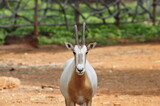 antelope in the zoo.