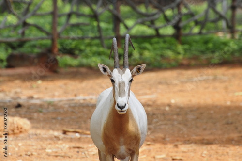 antelope in the zoo.