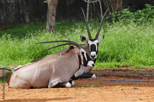 antelope in the zoo.