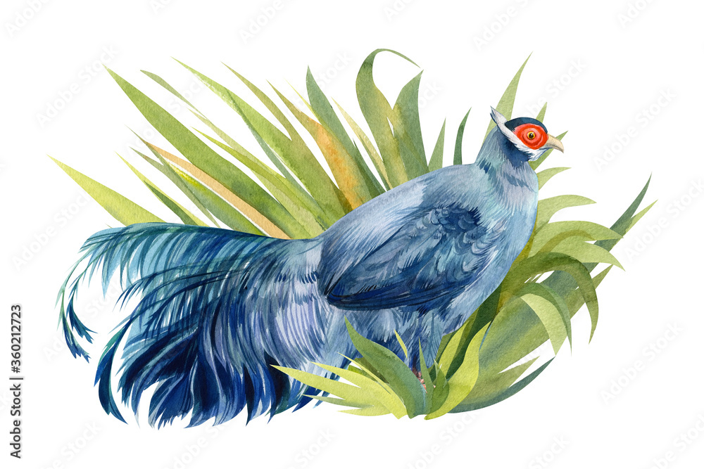 Obraz premium composition with a bird, a pheasant in the grass on a white background, watercolor illustration, colorful bird