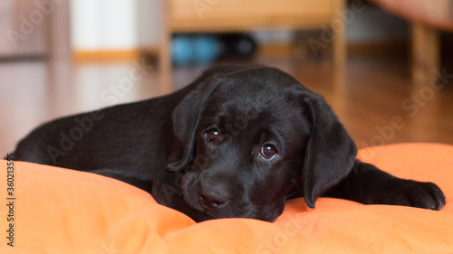 a black Labrador puppy is lying on the floor on an orange mat