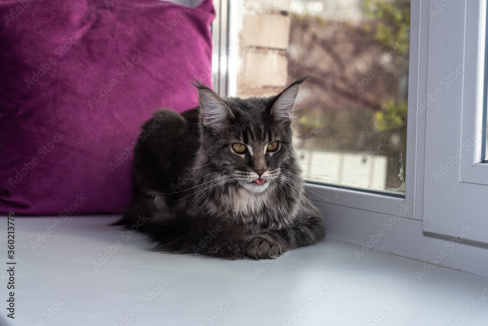 Cat on a windowsill. Beautiful gray maine coon with tassels on the ears shows a tongue.