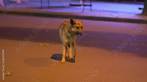 Homeless dog walks along a city night street among people.