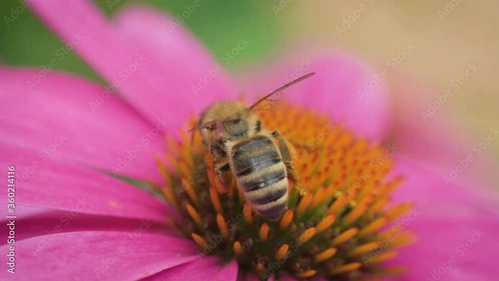 Honeybee on Purple Coneflower Honeybee on Purple Coneflower
