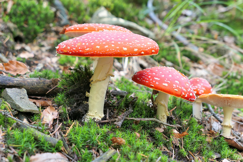 Red toadstools growing in forest.