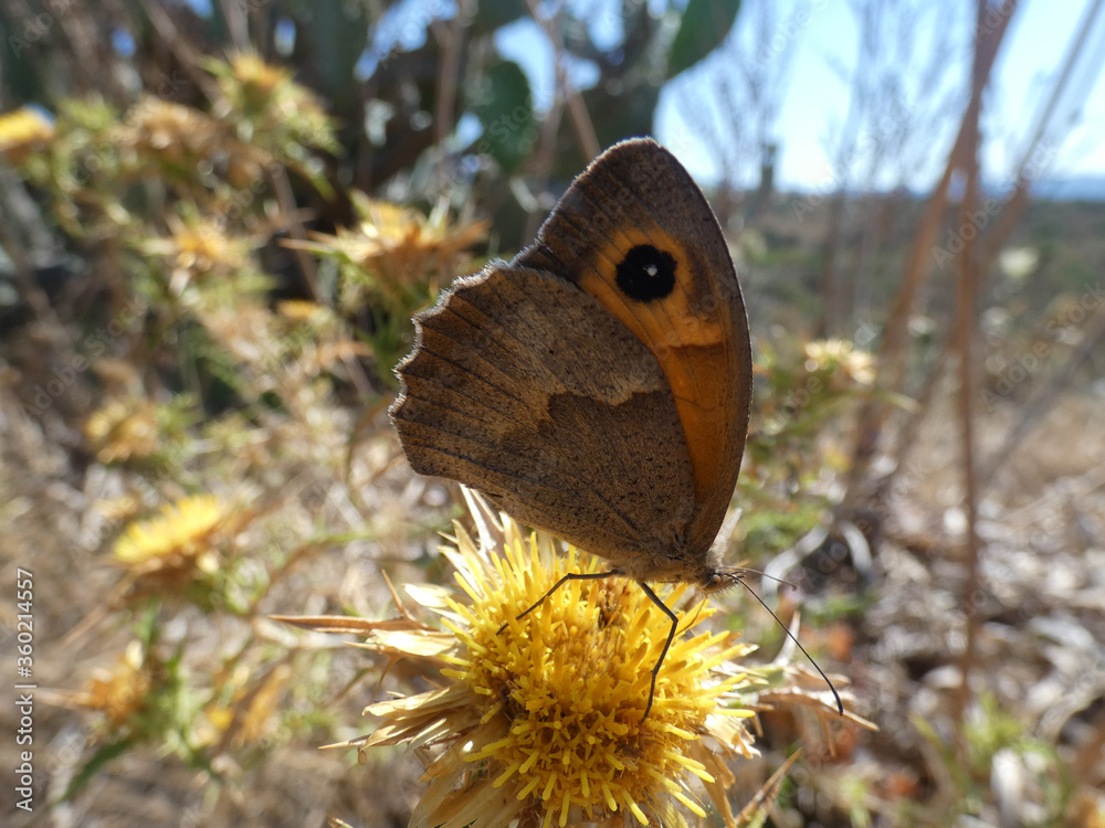 Fototapeta premium Farfalla