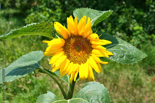 Sunflower growing in the garden.