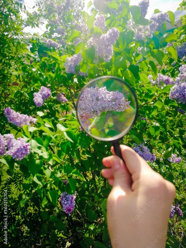 look at flowers through a magnifying glass