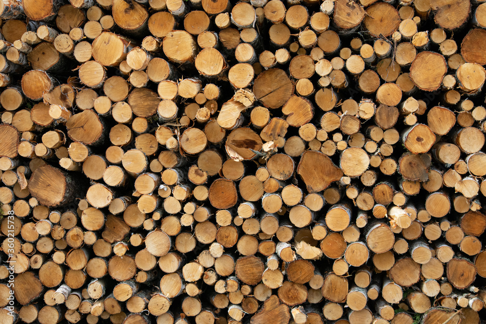 Pile of cut down birch trees. In forestry, they cut down trees, like birch tree, in same lengths and pile them for easy pick up of heavy equipments. Pile of cut down birch trees. In forestry, they cut down trees, like birch tree, in same lengths and pile them for easy pick up of heavy equipments.