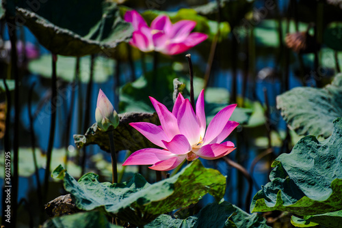 Beautiful pink lotus flower in blooming photo