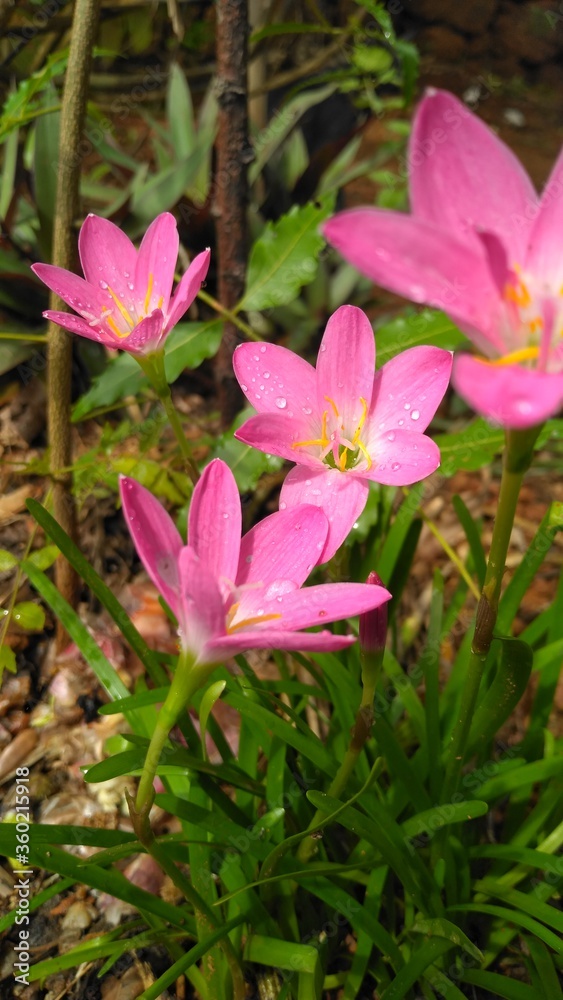 Natural Flowers in home garden