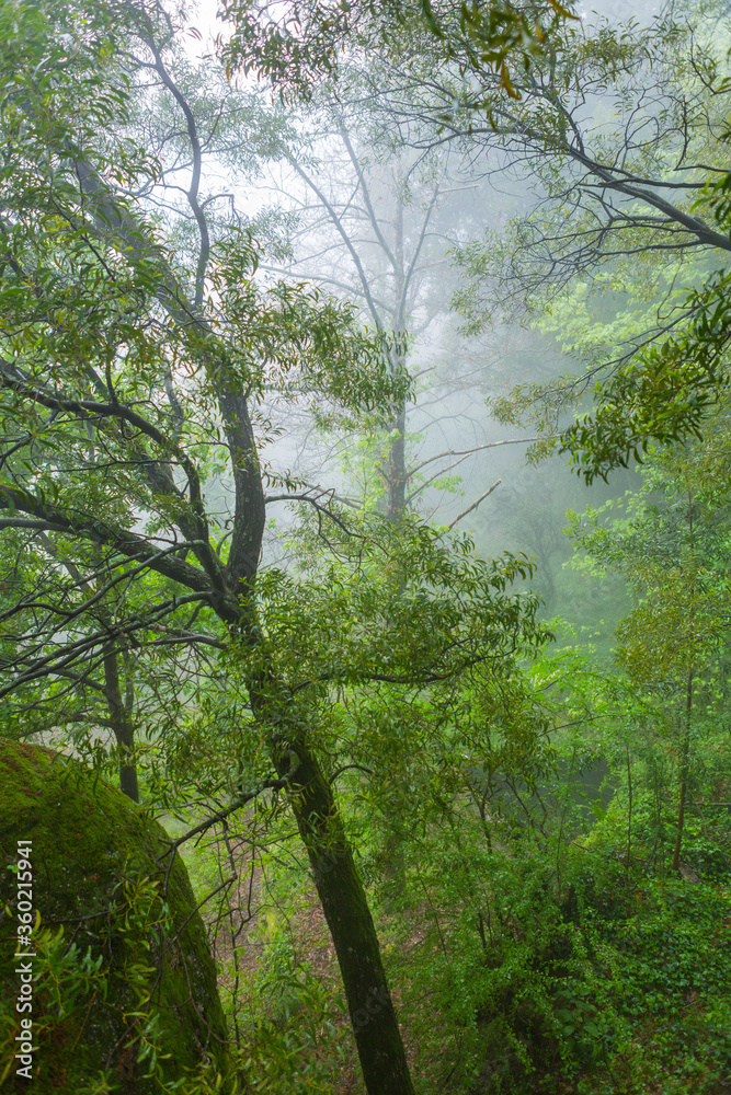 Naklejka premium Fog in the forest