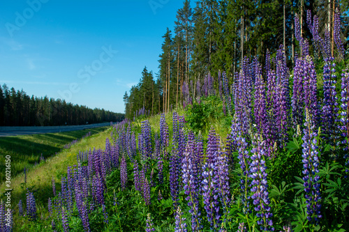 Lupine flowers grow on a hillside