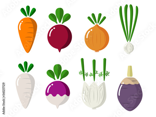 isolated cute simple root vegetables like carrot red beet turnip onion garlic turnip fennel parsnip malanga etc. vector design.