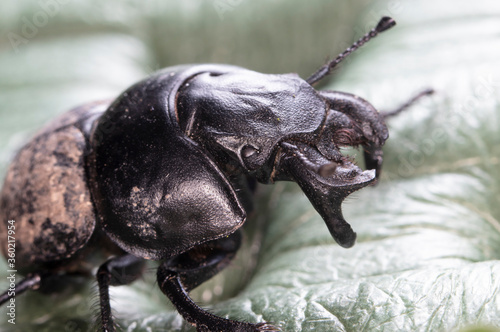 dung beetle (Lethrus apterus), imago  photo