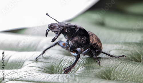 dung beetle (Lethrus apterus), imago  photo