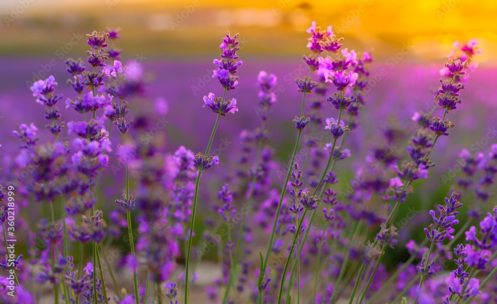 field, lavender ,flowers, purple color ,aromatherapy,fragrant cosmetics and perfumes field, lavender ,flowers, purple color ,aromatherapy,fragrant cosmetics and perfumes