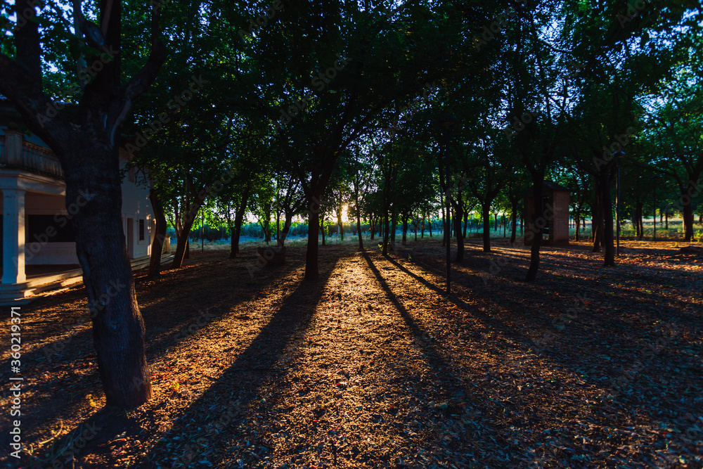 Grove in an urban park at sunset with the sun low. Grove in an urban park at sunset with the sun low.