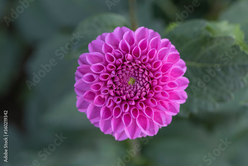 Closeup of pink dahlia flower on blurred background