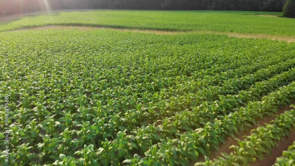 drone tobacco field rows fast moving