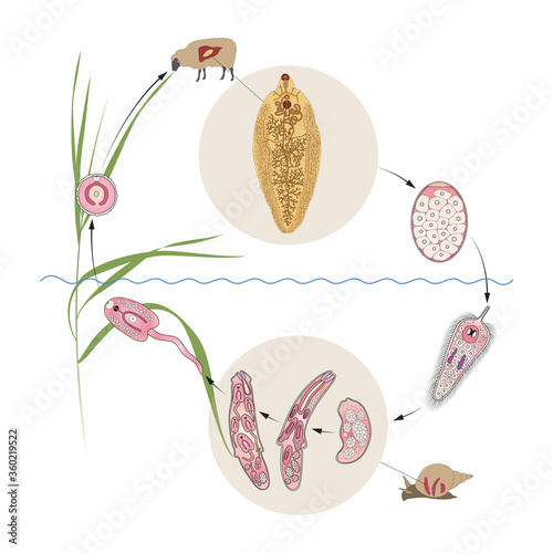 Common liver or sheep liver fluke (Fasciola hepatica) life cycle