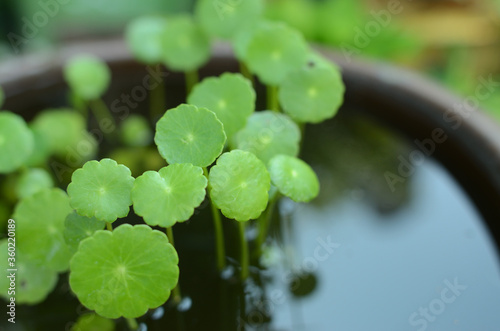 水瓶のウォーターマッシュルーム