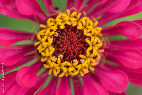 Pink Zinnia flower with yellow tamens macro