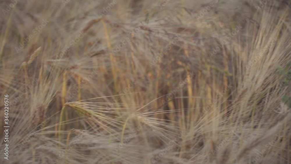 The wind ripples rye and wheat The wind ripples rye and wheat