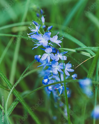 Blue field Polemonium blooms on a background of grass. Medicinal and decorative herbs and flowers of Russia