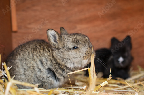 Baby rabbit is sitting in a stable