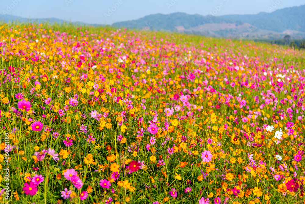 Colorful cosmos flowers in the garden..png